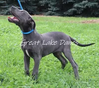 Jewel, a female Great Dane for sale in Allendale, MI – 3 of 6