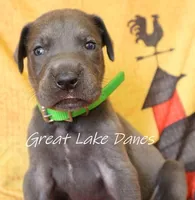 Green Collar Girl , a female Great Dane for sale in Allendale, MI – 4 of 7