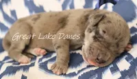 Merle--Blue Collar , a female Great Dane for sale in Allendale, MI – 4 of 4