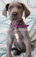 Blue Collar Girl , a female Great Dane for sale in Allendale, MI – 6 of 8