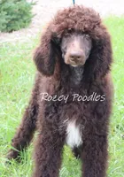 Marcus , a male Poodle - Standard  for sale in Allendale, MI – 3 of 10