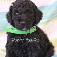 Black Green Boy Astra, a male Poodle - Miniature  for sale in Allendale, MI – Photo 2 of 5