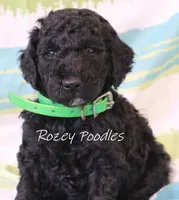Black Moyen Green Boy Astra, a male Poodle - Miniature  and Poodle - Standard  for sale in Allendale, MI – Photo 2 of 5