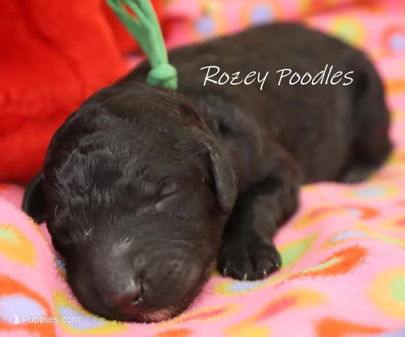 Black Moyen Green Boy Astra