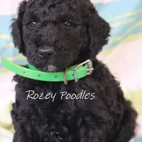 Black Green Boy Astra, a male Poodle - Miniature  for sale in Allendale, MI – Photo 4 of 5