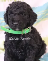 Black Moyen Green Boy Astra, a male Poodle - Miniature  and Poodle - Standard  for sale in Allendale, MI – Photo 4 of 5