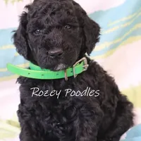 Black Green Boy Astra, a male Poodle - Miniature  for sale in Allendale, MI – Photo 1 of 5