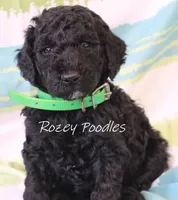 Black Moyen Green Boy Astra, a male Poodle - Miniature  and Poodle - Standard  for sale in Allendale, MI – Photo 1 of 5