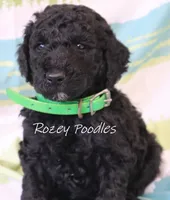 Black Moyen Green Boy Astra, a male Poodle - Miniature  and Poodle - Standard  for sale in Allendale, MI – Photo 3 of 5