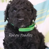 Black Green Boy Astra, a male Poodle - Miniature  for sale in Allendale, MI – Photo 5 of 5
