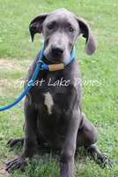 Jewel, a female Great Dane for sale in Allendale, MI – 4 of 6
