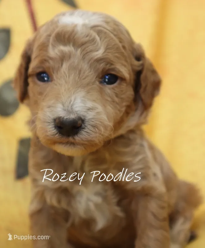 Papaya's Blue Boy  – Poodle - Toy  puppy for sale in Allendale, MI