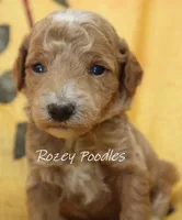Papaya's Blue Boy , a male Poodle - Toy  for sale in Allendale, MI – 1 of 2