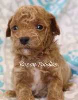 Yellow Collar Boy Cherry Pup , a male Poodle - Toy  for sale in Allendale, MI – 2 of 3