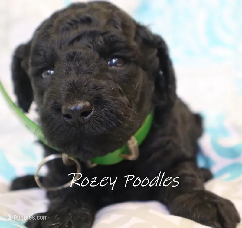 Green Collar Boy Juliet Pup – Poodle - Miniature  puppy for sale in Allendale, MI