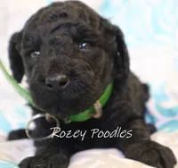 Green Collar Boy Juliet Pup, a male Poodle - Miniature  for sale in Allendale, MI – 1 of 2