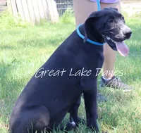 Sue , a female Great Dane for sale in Allendale, MI – 2 of 6