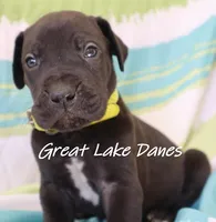 Black Boy Yellow Collar , a male Great Dane for sale in Allendale, MI – 2 of 4