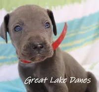 Red Collar Girl-Blue Girl , a female Great Dane for sale in Allendale, MI – 3 of 4