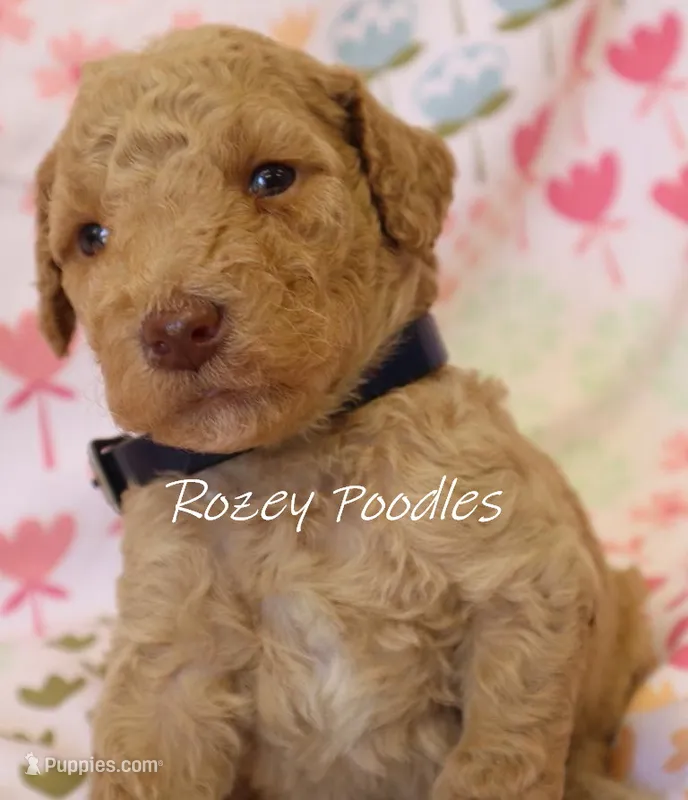 Dior's Blue Collar Girl  – Poodle - Standard  puppy for sale in Allendale, MI