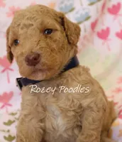 Dior's Blue Collar Girl , a female Poodle - Standard  for sale in Allendale, MI – 1 of 4
