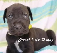 Black Boy Yellow Collar , a male Great Dane for sale in Allendale, MI – 3 of 4