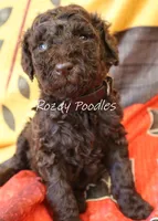 Prada's Blue Boy , a male Poodle - Standard  for sale in Allendale, MI – 1 of 2