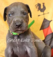 Green Collar Girl , a female Great Dane for sale in Allendale, MI – 7 of 7