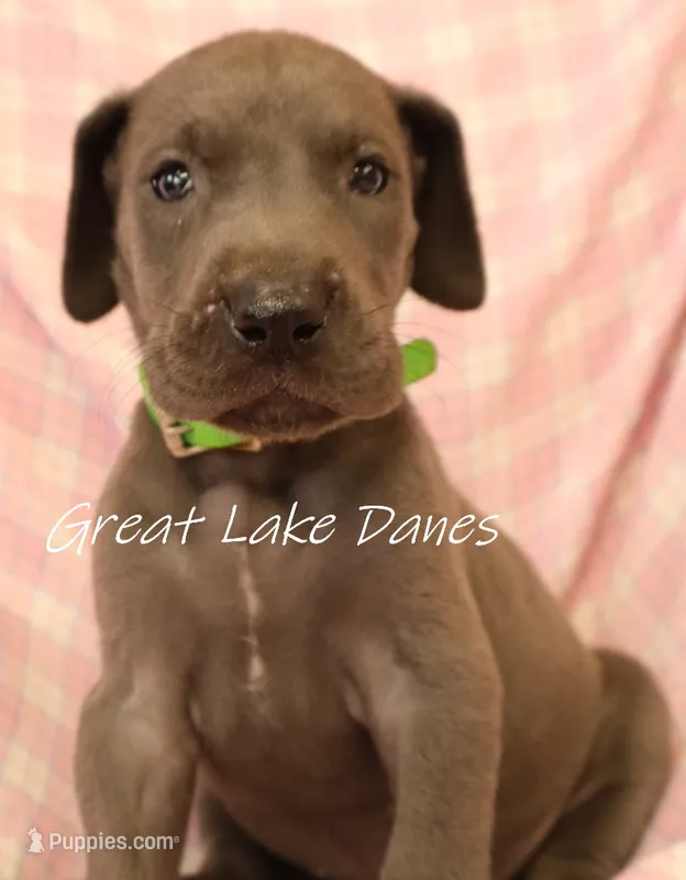 Green Collar Girl  – Great Dane puppy for sale in Allendale, MI