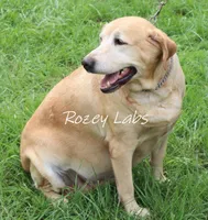 Gin , a female Labrador Retriever for sale in Allendale, MI – 2 of 3