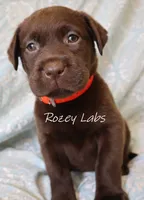 Full English Stocky- Pink Collar Girl, a female Labrador Retriever for sale in Allendale, MI – 3 of 5