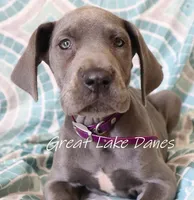 Blue Collar Girl , a female Great Dane for sale in Allendale, MI – 1 of 8