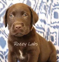 English Boy- Yellow Collar , a male Labrador Retriever for sale in Allendale, MI – 8 of 8