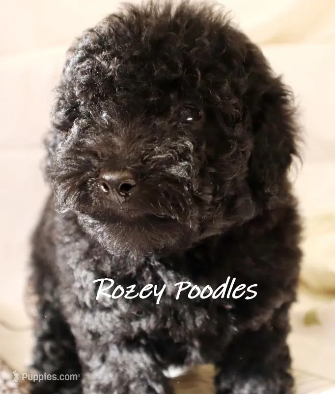 Black Girl  – Poodle - Toy  puppy for sale in Allendale, MI