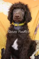 Yellow Boy-- Mary Jane , a male Poodle - Standard  for sale in Allendale, MI – 4 of 6