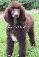 Marcus , a male Poodle - Standard  for sale in Allendale, MI – 4 of 10