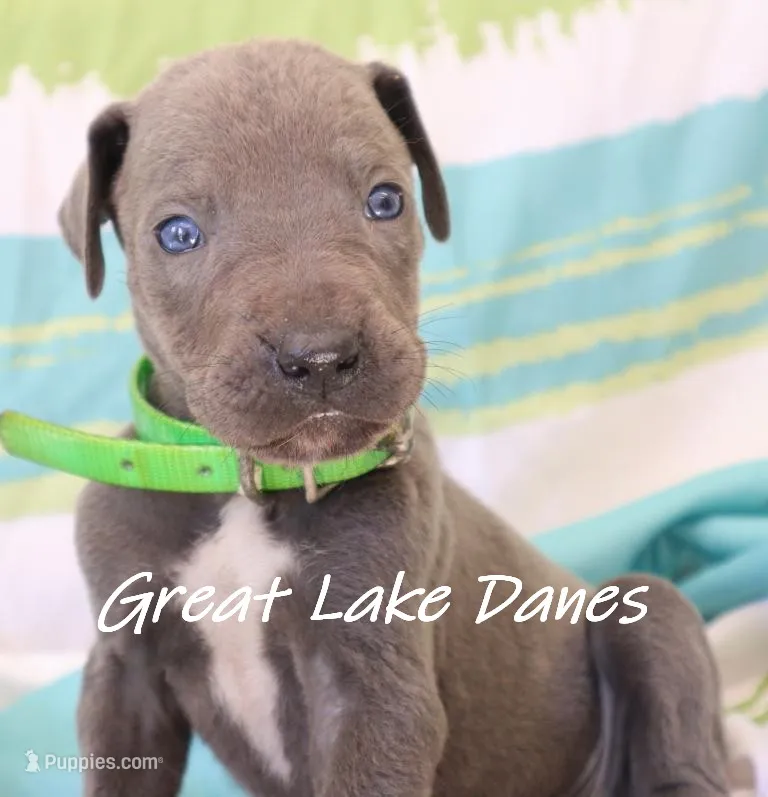Blue Girl--Green Collar Girl  – Great Dane puppy for sale in Allendale, MI
