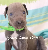 Blue Girl--Green Collar Girl , a female Great Dane for sale in Allendale, MI – 1 of 4