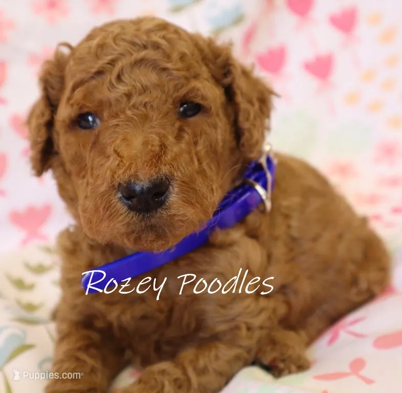 Dior's Blue Collar Boy  – Poodle - Standard  puppy for sale in Allendale, MI