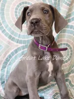Blue Collar Girl , a female Great Dane for sale in Allendale, MI – 8 of 8
