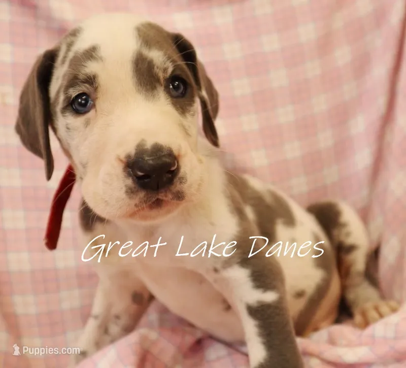 Blue Harlequin Boy  – Great Dane puppy for sale in Allendale, MI