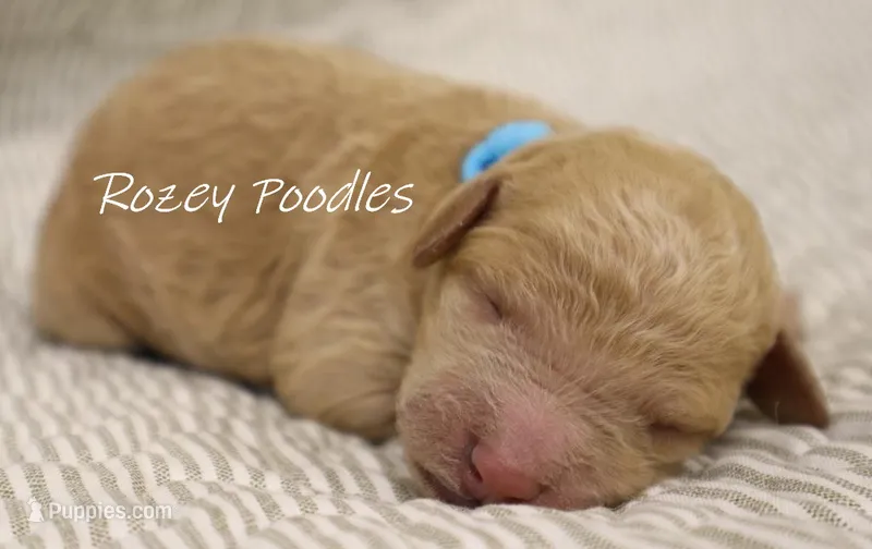 Dior's Blue Collar Girl  – Poodle - Standard  puppy for sale in Allendale, MI