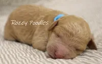 Dior's Blue Collar Girl , a female Poodle - Standard  for sale in Allendale, MI – 1 of 1