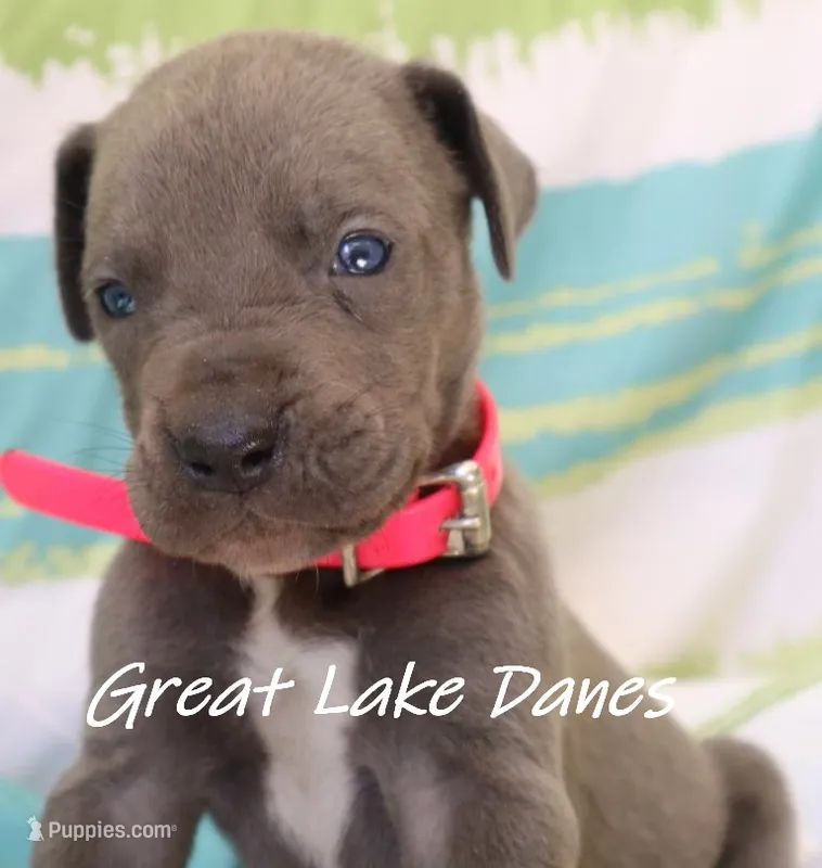 Blue Girl-- Pink Girl  – Great Dane puppy for sale in Allendale, MI