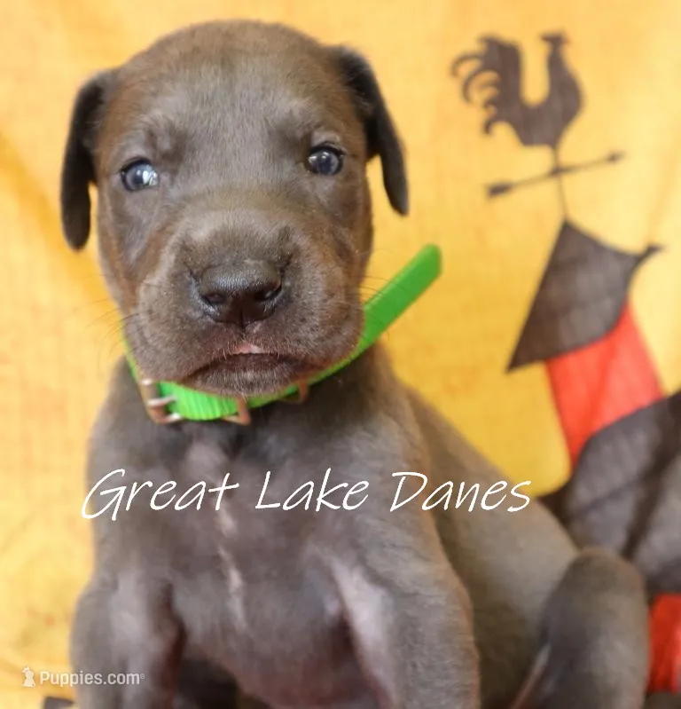 Green Collar Girl  – Great Dane puppy for sale in Allendale, MI