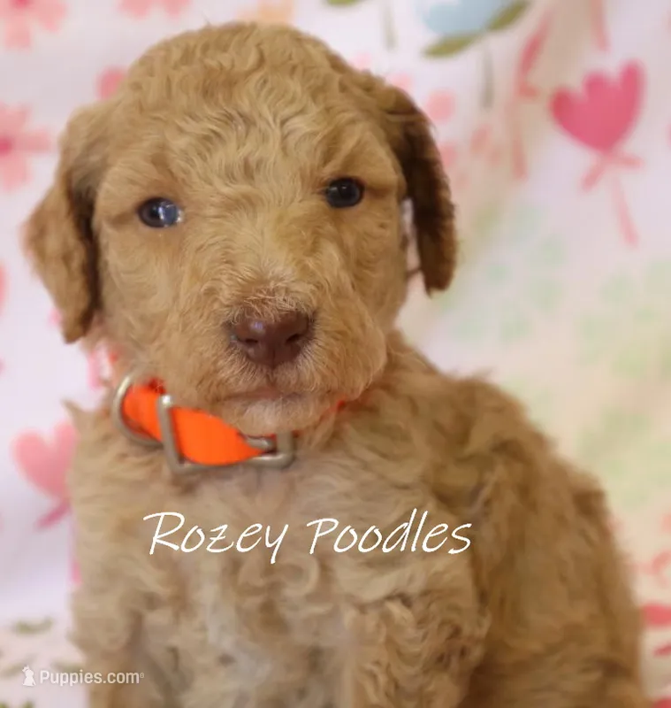 Dior's Orange Collar Girl  – Poodle - Standard  puppy for sale in Allendale, MI