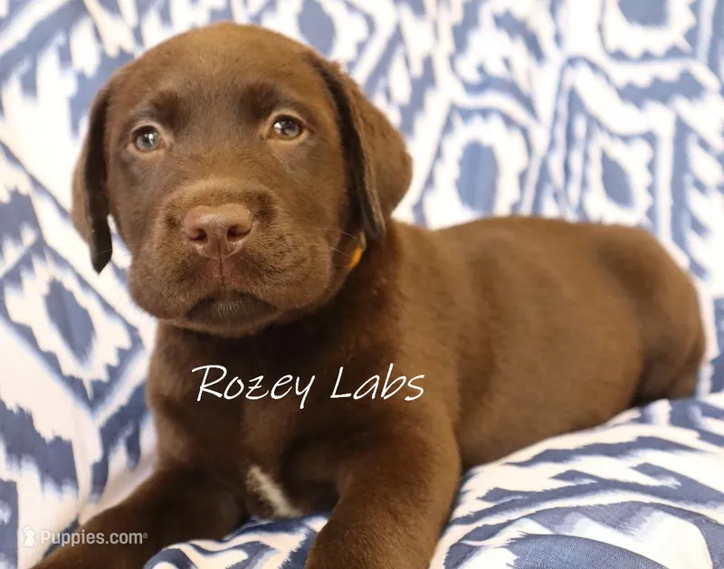 English Boy- Yellow Collar  – Labrador Retriever puppy for sale in Allendale, MI