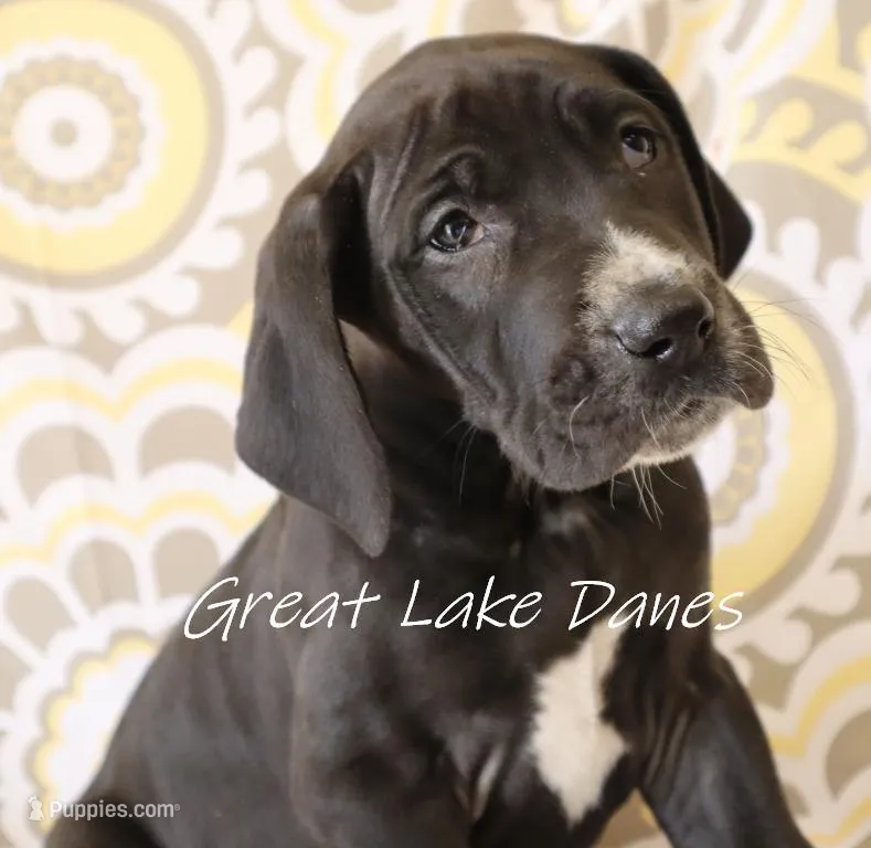 Black Girl Orange collar – Great Dane puppy for sale in Allendale, MI
