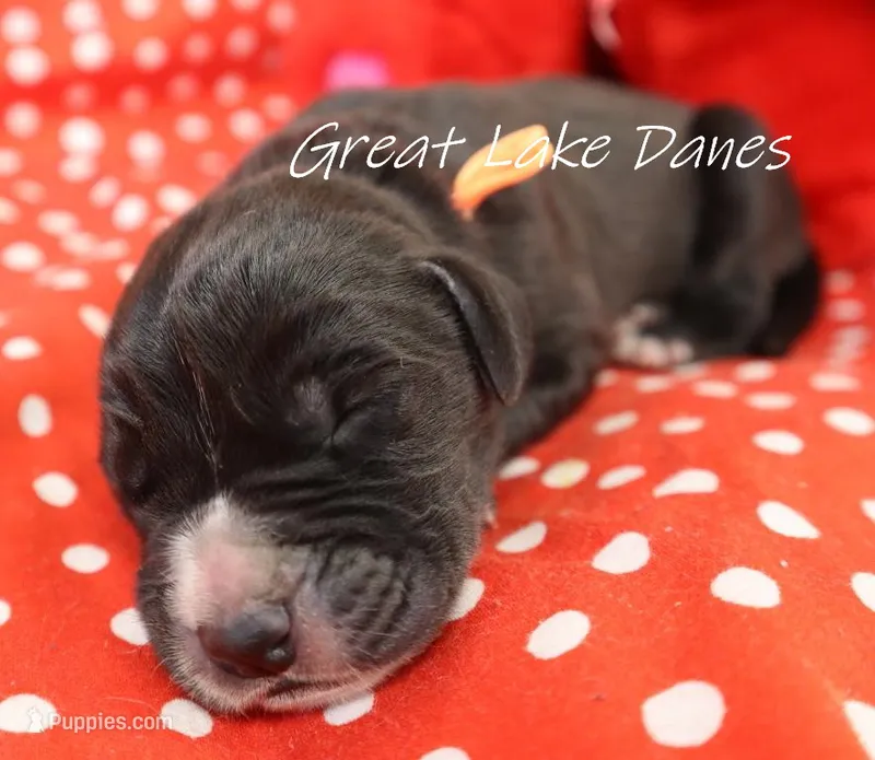 Black Girl Orange collar