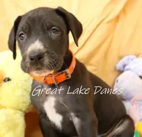 Black Girl Orange collar, a female Great Dane for sale in Allendale, MI – Photo 1 of 6